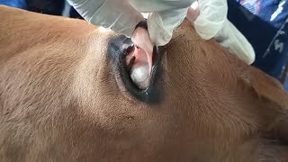 Surgical excision of Unilateral corneal dermoid cyst in calf  Dr Enamul Haque  01932051373 [upl. by Marchelle662]