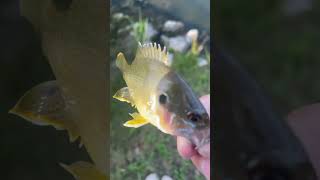 We can go fish for fish fish fishing bassfishing fishinglife flyfishing [upl. by Aicek433]