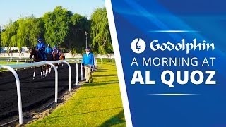 A morning at Al Quoz Stables Dubai [upl. by Ayinat]