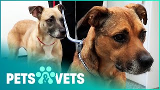 Animal Welfare Officers Save Mistreated Dogs  The Dog Rescuers Compilation  Pets amp Vets [upl. by Crandell]