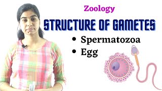 Structure of gametes  Spermatozoa and Egg  Zoology [upl. by Ahsikahs]