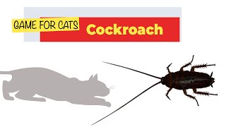 CAT GAMES  REALISTIC COCKROACH FOR CATS TO WATCH [upl. by Feliks]