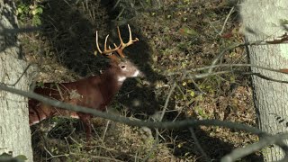 SHWACK Calling in a Huge West Virginia 8 Point SelfFilmed Bowhunting [upl. by Harrow417]