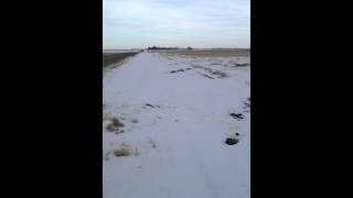 American Badger in Saskatchewan [upl. by Nollek]