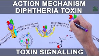 Diphtheria Toxin Action Mechanism  Signalling Pathway [upl. by Consalve166]