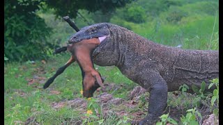 Komodo Dragon Swallow Baby Goat Full HD [upl. by Aihsekin]