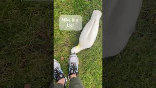 Bird want to eat my 👟 funny cute cockatoo [upl. by Ewan]