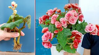 Begonia is ravishing flower Propagate by cuttings in sand at home [upl. by Orville]