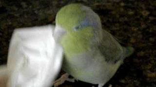 Petey Performs The Parrotlet Wiggle Neck [upl. by Erida221]