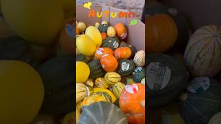 Squash and Pumpkins autumn squash trending shorts [upl. by Rento]