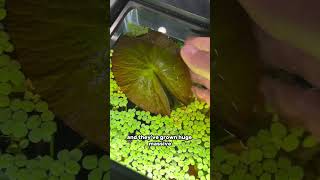 The BEST aquarium plant to keep with goldfish [upl. by Annairam282]