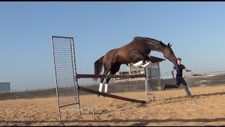 Spinning rear tackless dressage liberty jumping and more trick training [upl. by Valentina]