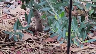 Rubycrowned Kinglet Virginia USA nature [upl. by Auohp353]