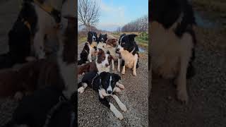 Attentiin fondo alla strada cè un tesoroProntiiiii bordercollie cani shetland [upl. by Sorensen]