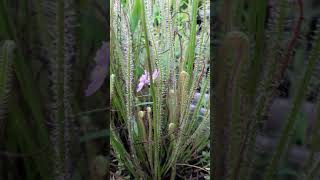 Drosera filiformis [upl. by Emanuela133]