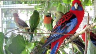 Pennantsittich Platycercus elegans Crimson Rosella Perruche de Pennant [upl. by Adnorrehs]