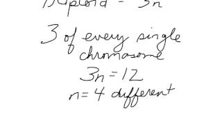 Ploidy simplified [upl. by Ronda]