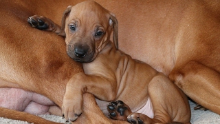 The Story of Zero  Our Rhodesian Ridgeback Puppy [upl. by Adnamor]