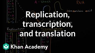 DNA replication and RNA transcription and translation  Khan Academy [upl. by Inus726]