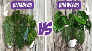 Climbing Philodendron versus Crawling Philodendron  Caring for Climbing Plants vs Crawling Plants [upl. by Woodall]