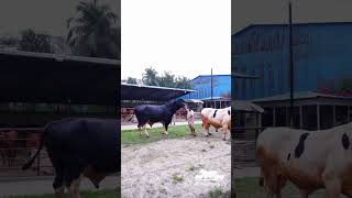 Meet our huge holstein friesians at AK Heritage amp Co akheritage [upl. by Maje]