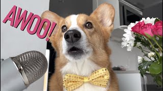 HOWLING SERENADE  Topi the Corgi [upl. by Adnouqal55]