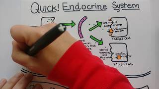 Endocrine System  Summary [upl. by Sarene]