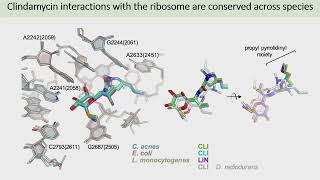 Molecular Mechanism of Protein Synthesis Inhibition in Cutibacterium acnes by Clindamycin [upl. by Attesoj]