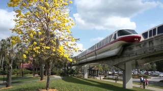 Tabebuia Tree Theme Park Rock Video A look at a bold flowering tree [upl. by Jara]