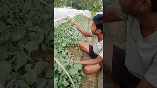 cabbage ki kheti shorts shortvideo tranding winter sessionfarming akverma [upl. by Silisav]