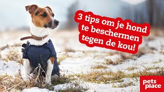 3 tips om je hond te beschermen tegen de sneeuw en kou [upl. by Bordiuk]