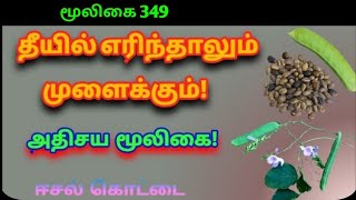 காட்டு தம்பட்டைகோழியவரைஈசல் கொட்டைcanavalia catharticaஅலசல்Alasal [upl. by Eedna]