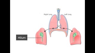 Diffferences between the Root of the lung and the Hilum of the lungs [upl. by Aldous657]