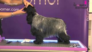 How to groom a Cocker Spaniel  Coat King  Grooming Guide Pro Groomer [upl. by Erodavlas]