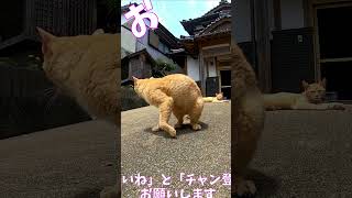 猫」「CAT amp PEACE」ねこ 猫動画 cat 猫好きさんと繋がりたい straycat ねこかわいいね [upl. by Krid608]