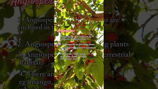 Difference between Angiosperms and Gymnosperms Hindi Urdu conceptsofbotany [upl. by Tohcnarf]