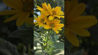 lemon queen  helianthus shortvideo gardenplants [upl. by Eissalc]