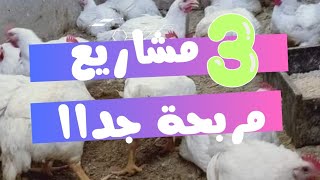 اكثر تلات مشاريع مربحة على الاطلاق 💯  تربية الفراخ بكل بساطة ☑️ [upl. by Nellak]