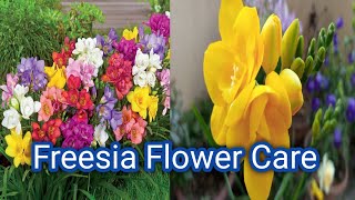 Freesia flower plant care tips Freesia spring flowers [upl. by Tserof607]