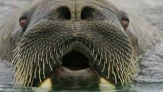 FUNNY WALRUS [upl. by Elata]