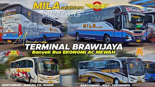 MEMANAS🔥Persaingan Bus EKONOMI AC Banyuwangi  Yogyakarta  2023 [upl. by Ardolino156]