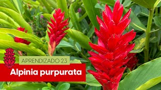 Alpinia purpurata  Aprendizado 23 [upl. by Eikceb]