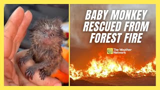 Baby Monkey Rescued From Forest Fire in Brazil [upl. by Elohc939]