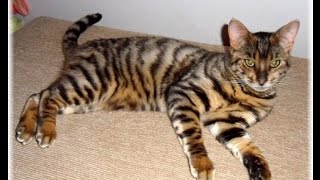 Cats 101  Toyger [upl. by Bettina]