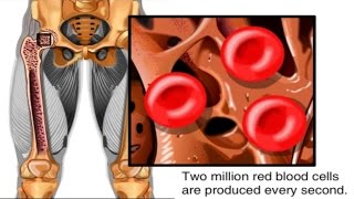 How Red Blood Cells are Made Animation  Formation of RBC Video Structure Function Blood Components [upl. by Demona]