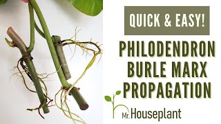 Philodendron Burle Marx Propagation Quick amp Easy [upl. by Aicenra]