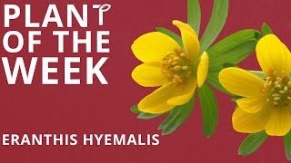 Plant Of The Week  Eranthis hyemalis  Week 5 [upl. by Ingold871]