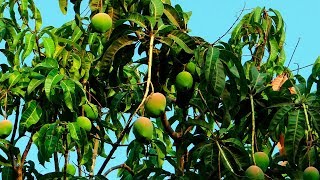 Biofungicidas para el control de la antracnosis del mango  Ciencia en 10 [upl. by Nochur]