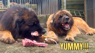 GIANT Leonbergers Chew Some Bones [upl. by Kannan]