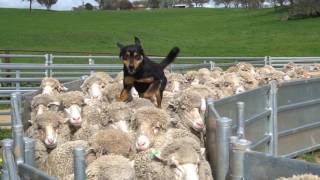 Yard Work New Imported Australian bloodlines to Devonairs kelpie stud [upl. by Ranit]